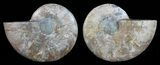 Polished Ammonite Pair - Agatized #59453-1